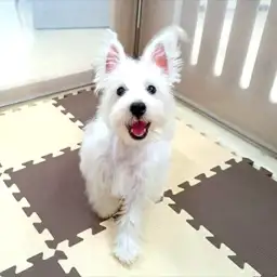 ウェストハイランドホワイトテリア