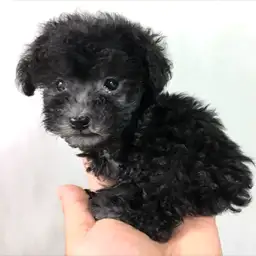 トイ・プードル