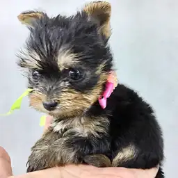 ヨークシャーテリア