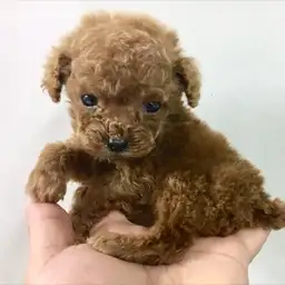 トイ・プードル