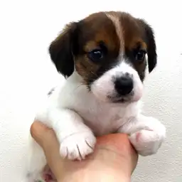 ジャックラッセルテリア