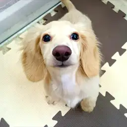 ミニチュア・ダックスフント