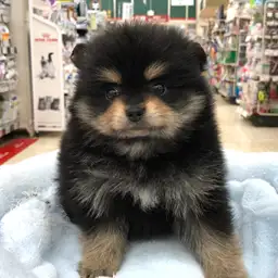 ポメラニアン