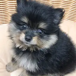 ポメラニアン