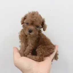 トイ・プードル