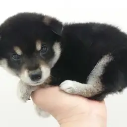 柴犬
