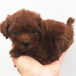 トイ・プードル