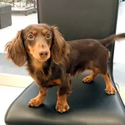 カニンヘン・ダックスフント