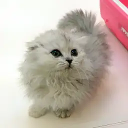 スコティッシュフォールド