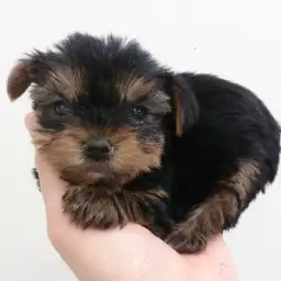 ヨークシャーテリア