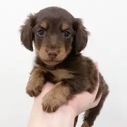 カニンヘン・ダックスフント