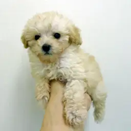 トイ・プードル