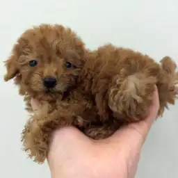 トイ・プードル