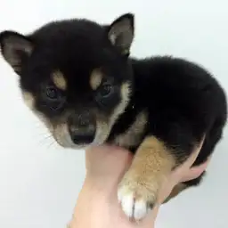 柴犬