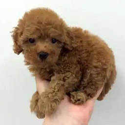 トイ・プードル