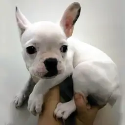 フレンチブルドッグ