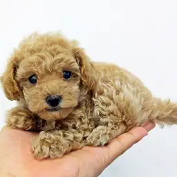 トイ・プードル