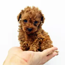 トイ・プードル