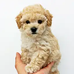 トイ・プードル