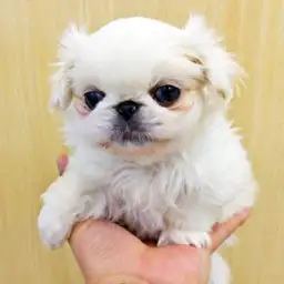 ペキニーズ