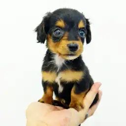 ミニチュア・ダックスフント