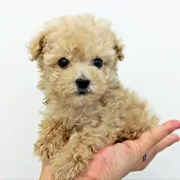 トイ・プードル