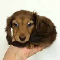 ミニチュア・ダックスフント