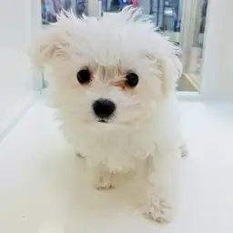 ビションフリーゼ