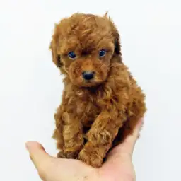 トイ・プードル