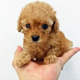 トイ・プードル