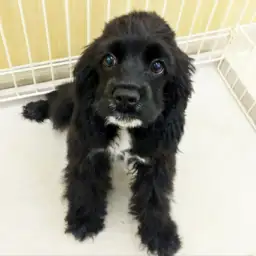 アメリカンコッカースパニエル