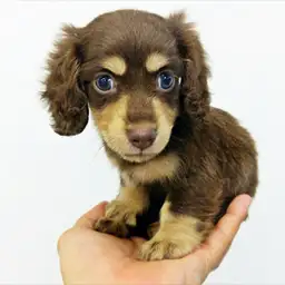 ミニチュア・ダックスフント