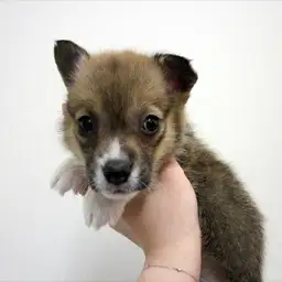 ウェルシュコーギーペンブローク