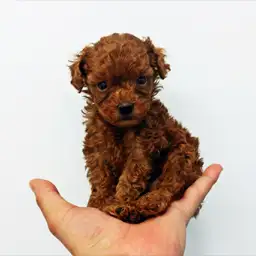 トイ・プードル