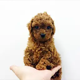 トイ・プードル