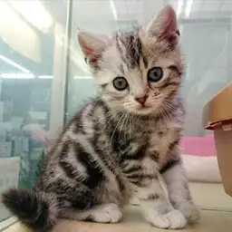 アメリカンショートヘア