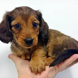 ミニチュア・ダックスフント