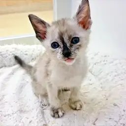 オリエンタルズ