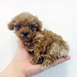 トイ・プードル