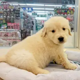 ゴールデンレトリバー