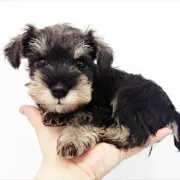 ミニチュア・シュナウザー