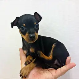 ミニチュア・ピンシャー