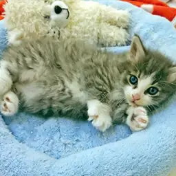 ノルウェージャンフォレストキャット