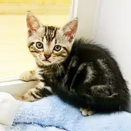 アメリカンショートヘア