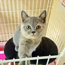 ブリティッシュショートヘア