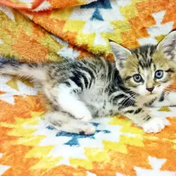 アメリカンショートヘア