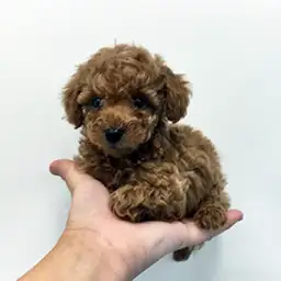 トイ・プードル