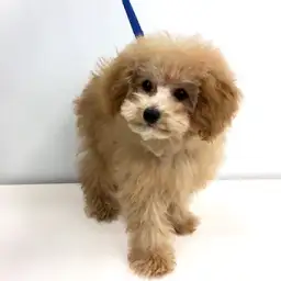 トイ・プードル