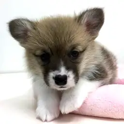 ウェルシュコーギーペンブローク