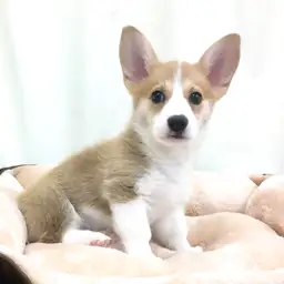 ウェルシュコーギーペンブローク